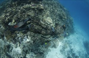 How to choose fins for spearfishing andn freediving - Diversworld Spearfishing Diving Cairns Australia