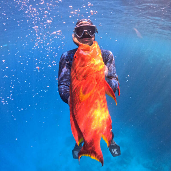 Coronation Trout - Diversworld Spearfishing Liveaboard Coral Sea with Reeldeep Charters